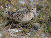 Buff breasted sandpiper 