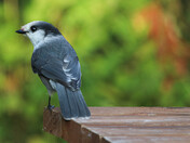 Gray Jay