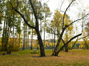 Autumn At The Maples