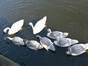 The Trumpeters at Crystal