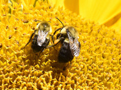 Pollinators