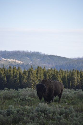 Yellowstone National Park