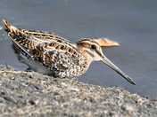 It's a Snipe