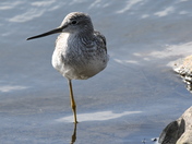 A Lesser Yellowlegs