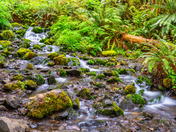 Olympic National Park