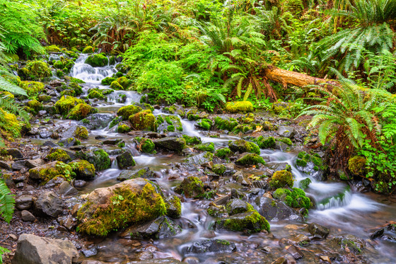 Olympic National Park