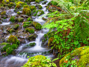 Olympic National Park