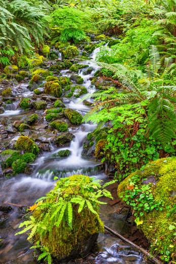 Olympic National Park