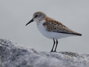 Western sandpiper 