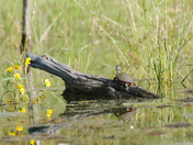 Turtle on log that looks like a turtle