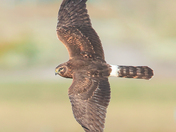 Female northern harrier return 