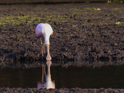 Roseate spoonbill 