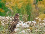 Female northern harrier settles 