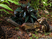 Chipmunk gourmand