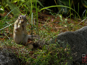 Chipmunk gourmand
