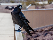 Raven in Death Valley National Park