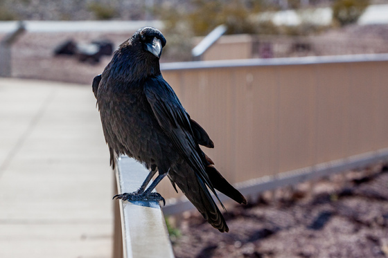 Raven in Death Valley National Park