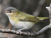 red eyed vireo
