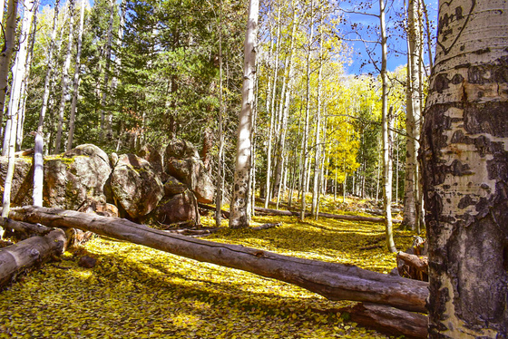 Aspen Corner Flagstaff