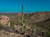 Saguaro National Park Arizona