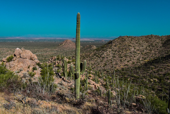 Saguaro National Park Arizona