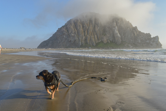 Morro Rock Beach