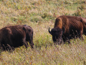 At Home on the Range