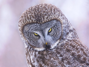 Predatory Gaze