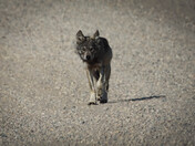 Gray Wolf Encounter