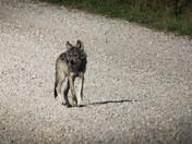 Gray Wolf Encounter - 2