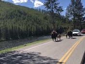 Yellowstone national park