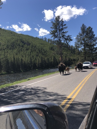 Yellowstone national park