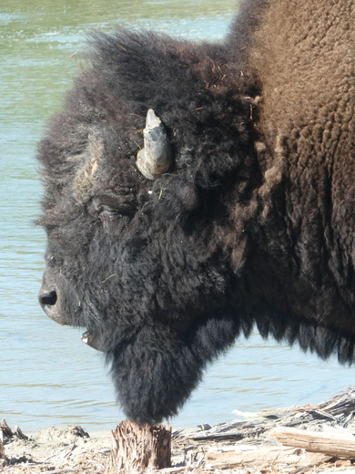 Yellowstone national park