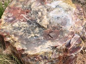 Petrified forest national park