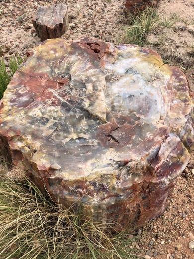 Petrified forest national park