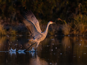 Cosumnes River Preserve