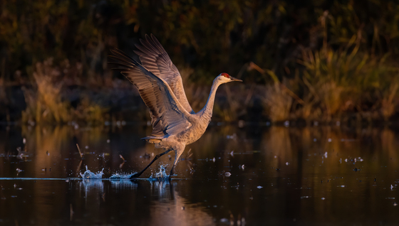 Cosumnes River Preserve