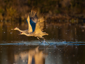 Cosumnes River Preserve