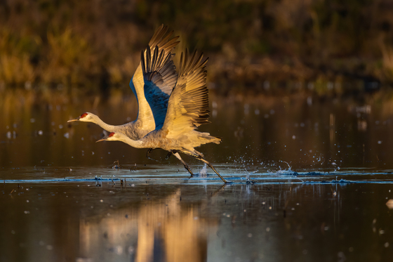 Cosumnes River Preserve
