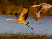 Cosumnes River Preserve