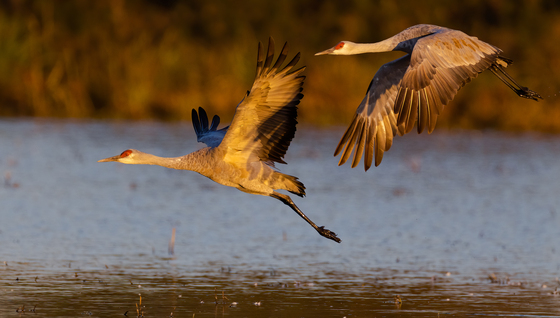 Cosumnes River Preserve