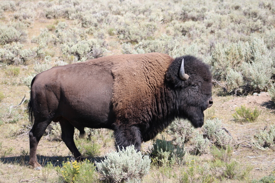 Yellowstone National Park