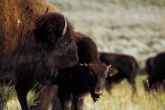 Yellowstone National Park 
