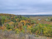 Into the forest I go.