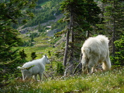 Glacier National Park