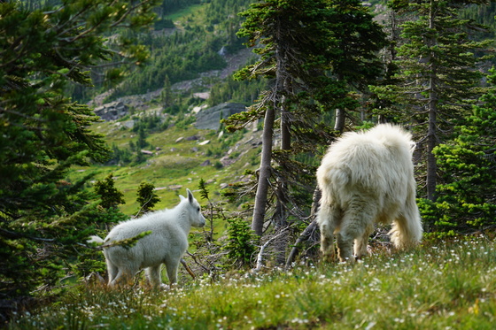 Glacier National Park