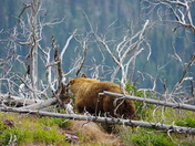 Glacier National Park