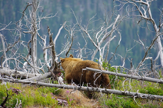 Glacier National Park