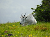 Glacier National Park