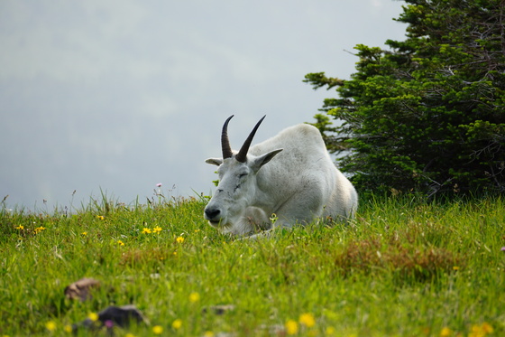 Glacier National Park